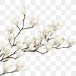 Ethereal White Blooms in Full Bloom