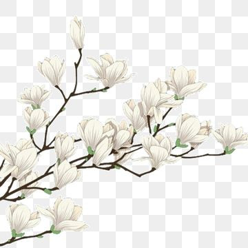 Ethereal White Blooms in Full Bloom