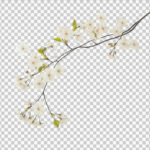 Ethereal White Blooms Take Center Stage