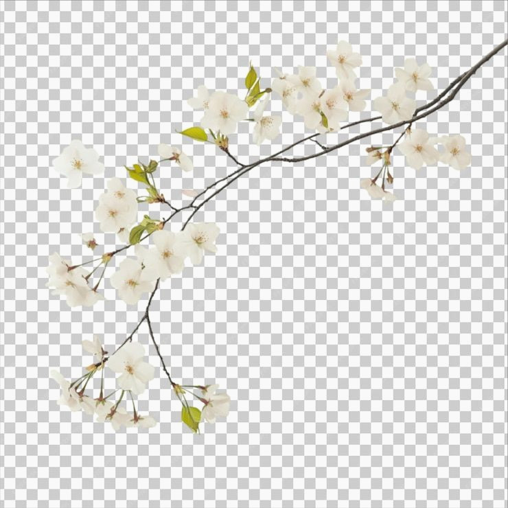 Ethereal White Blooms Take Center Stage